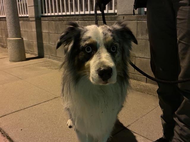 A527356 - Australian Shepherd available for adoption