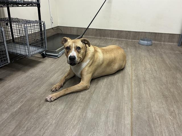 SCOOBY - Labrador Retriever / Pit Bull Terrier available for adoption