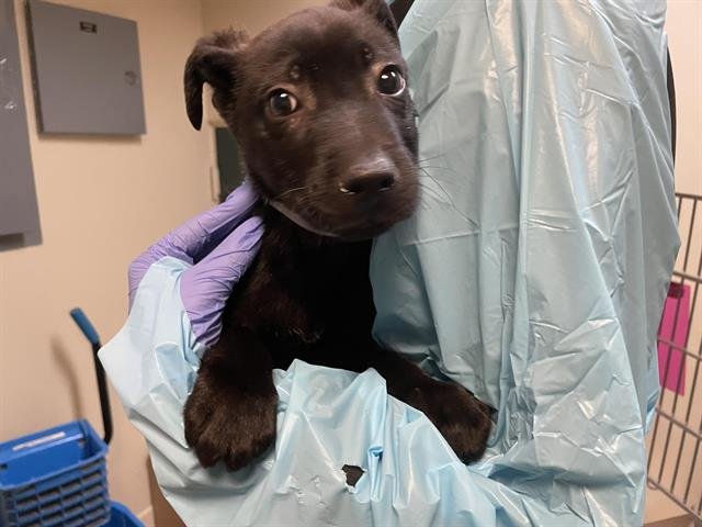 A527368 - German Shepherd Dog available for adoption