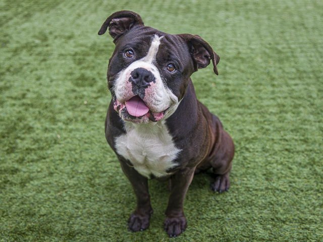 MEATBALL - American Pit Bull Terrier available for adoption