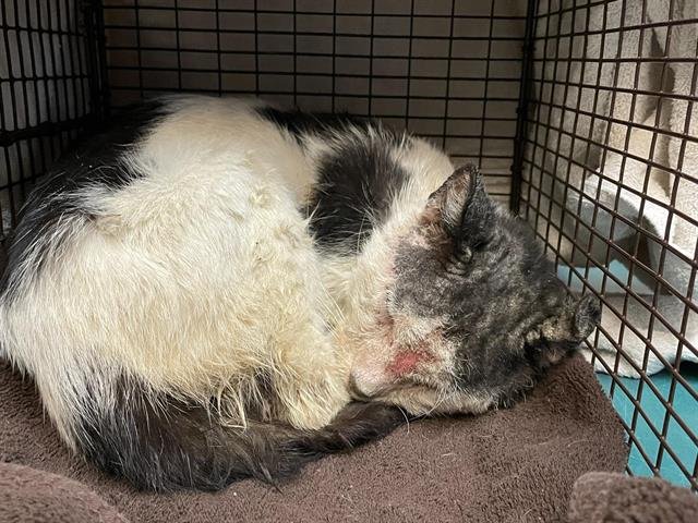 A527616 - Domestic Short Hair for adoption in Glendale