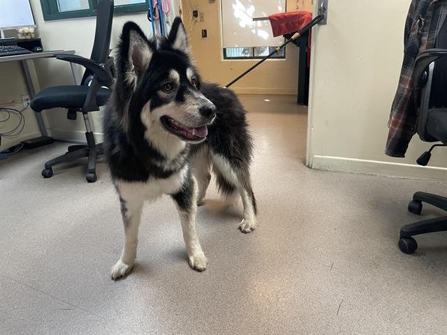 LOVEBUG - Siberian Husky available for adoption