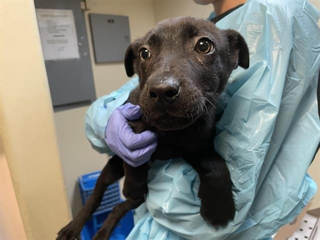 A527367 - German Shepherd Dog available for adoption