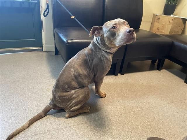 GOLDIE - Pit Bull Terrier available for adoption