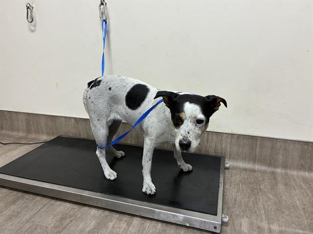 KARMEN - Rat Terrier available for adoption