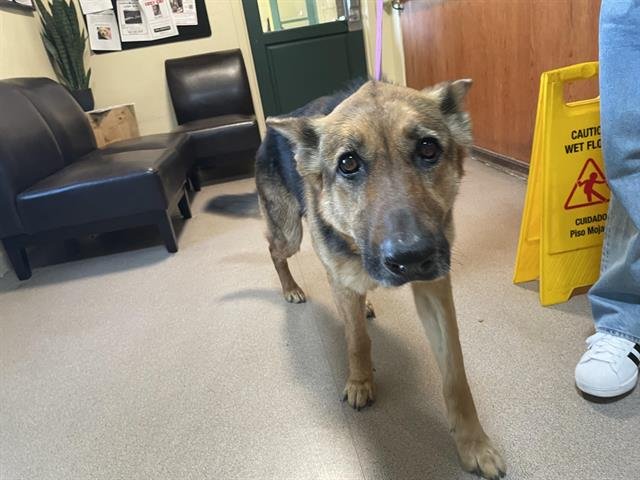 DOVE - German Shepherd Dog available for adoption