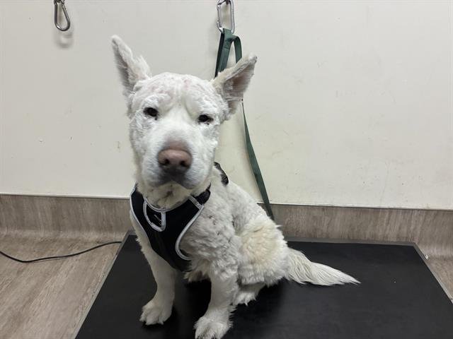 CONAN - Samoyed available for adoption