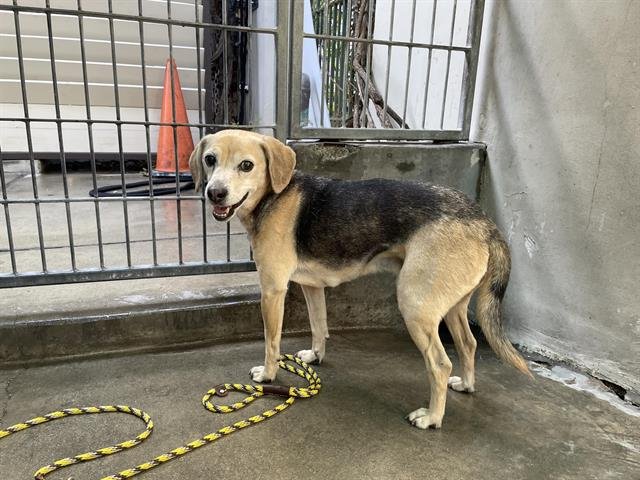 CARTER - Beagle available for adoption