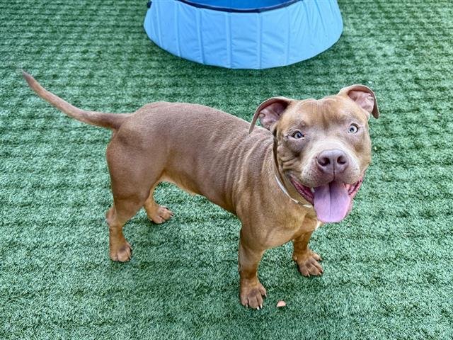 TORETTO - Pit Bull Terrier available for adoption