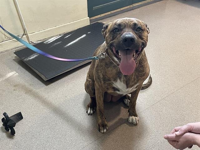 RAYA - Pit Bull Terrier / Dutch Shepherd available for adoption