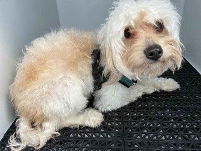 A527294 - Maltese available for adoption