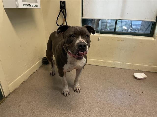 BODA - Pit Bull Terrier available for adoption