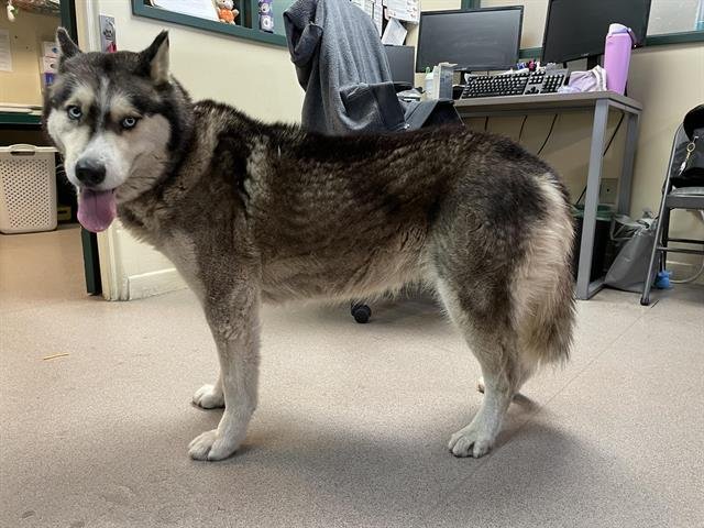 LULU - Siberian Husky available for adoption