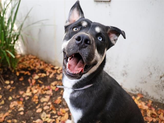 TOASTER - German Shepherd Dog available for adoption