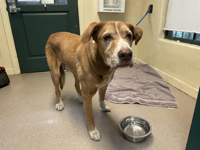 BRODIE - Labrador Retriever available for adoption