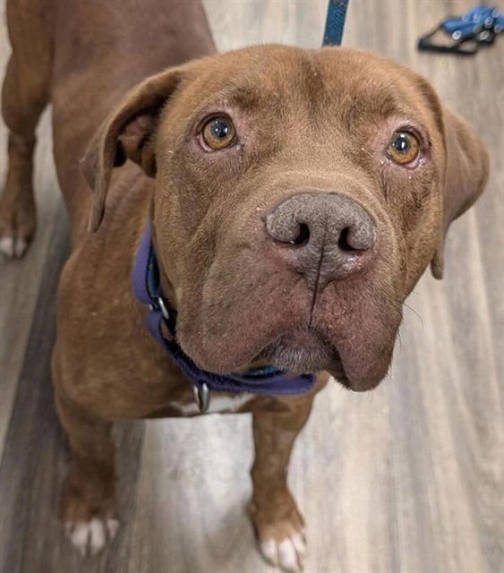 EDWARD - Mastiff available for adoption