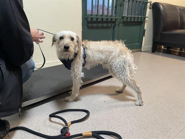 A527398 - Terrier available for adoption