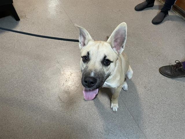 CHANCE - German Shepherd Dog available for adoption