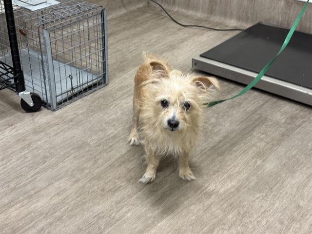 MCSCRUFFIN - Terrier available for adoption