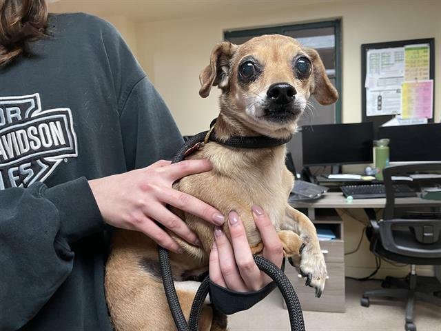 A527291 - Chihuahua available for adoption