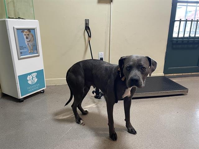 STRUDEL - Pit Bull Terrier available for adoption