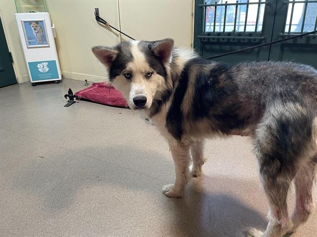 RALPHIE - Siberian Husky available for adoption