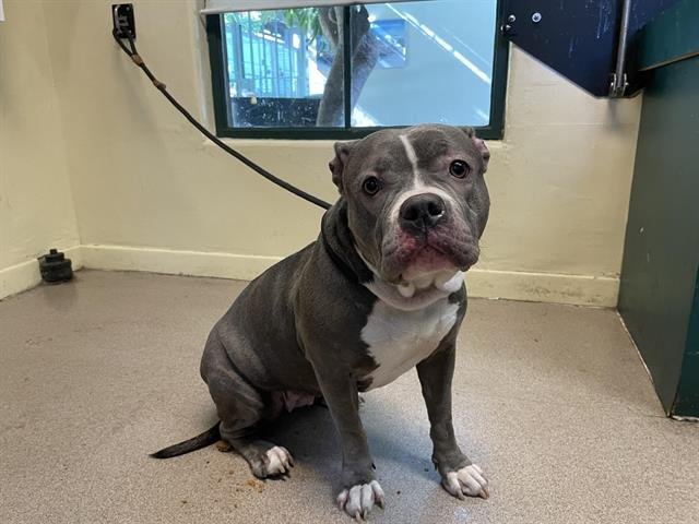 ARYA - Pit Bull Terrier available for adoption