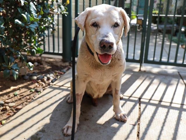 YELLOW - Labrador Retriever available for adoption