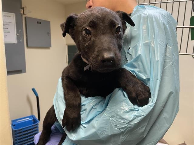 A527369 - German Shepherd Dog available for adoption