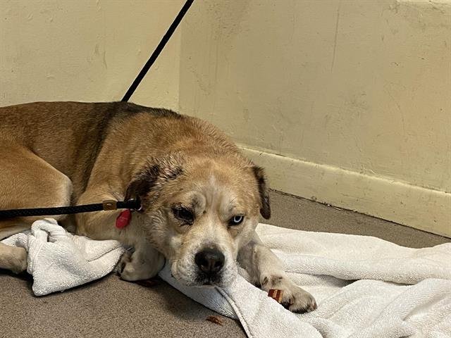 ODETTE - Pit Bull Terrier available for adoption