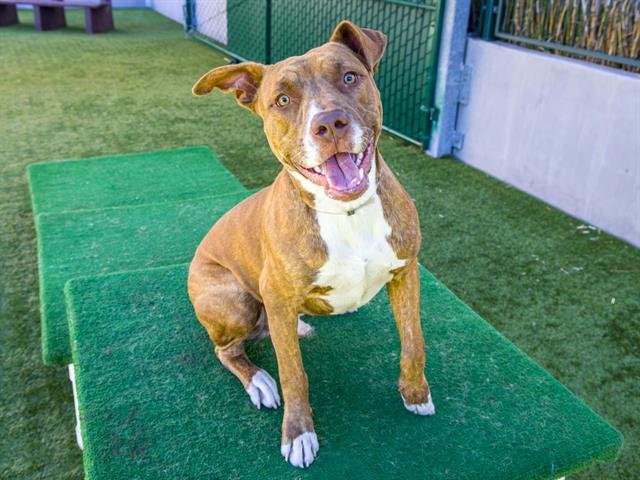 SCOOBY - Pit Bull Terrier available for adoption