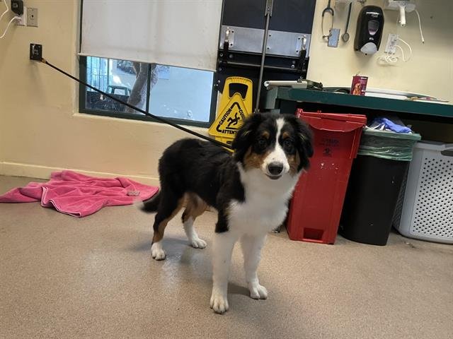 A527075 - Border Collie available for adoption