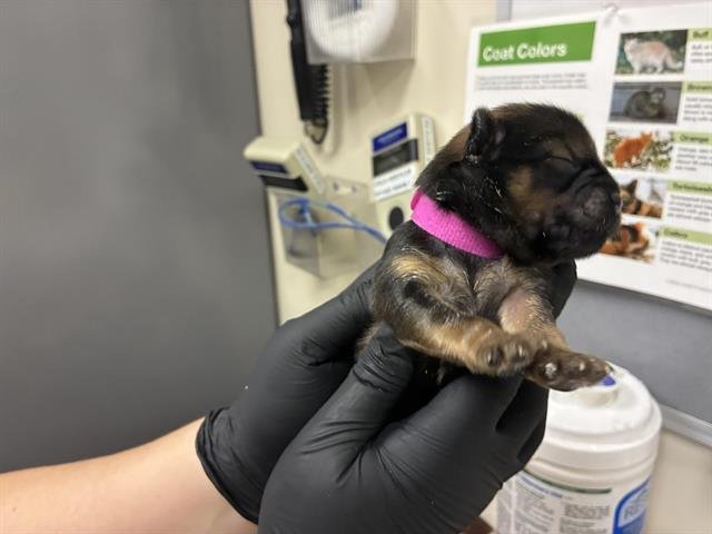 A527363 - German Shepherd Dog available for adoption