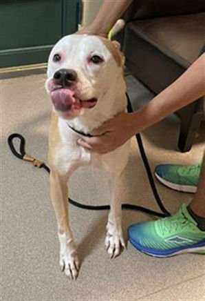 BOBA-FETT - Australian Cattle Dog/Blue Heeler available for adoption