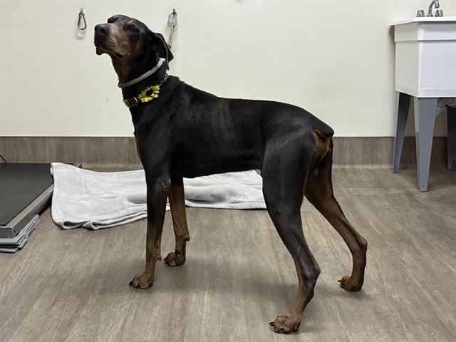 ZOOLANDER - Doberman Pinscher available for adoption