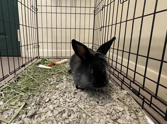 WeRescue - Adopt A527526: Longhaired Rabbit in Pasadena, CA