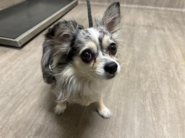 A527339 - Chihuahua available for adoption