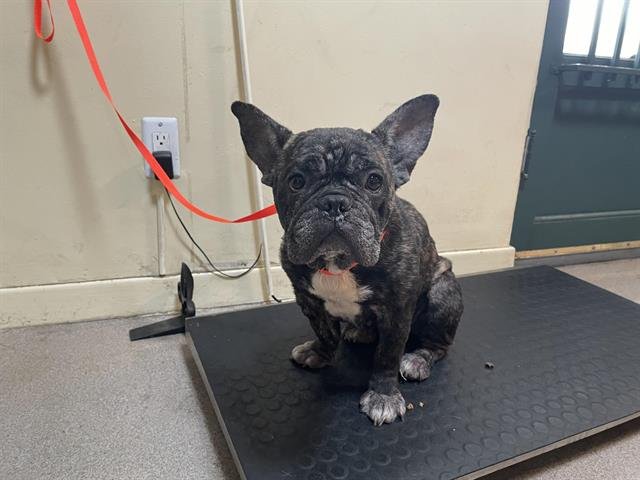 A527404 - French Bulldog available for adoption