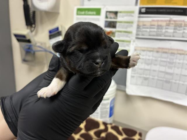 A527359 - German Shepherd Dog available for adoption