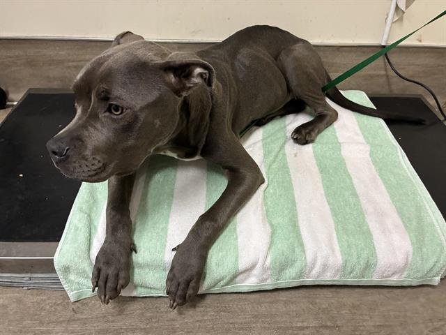 TRINITY - Pit Bull Terrier available for adoption