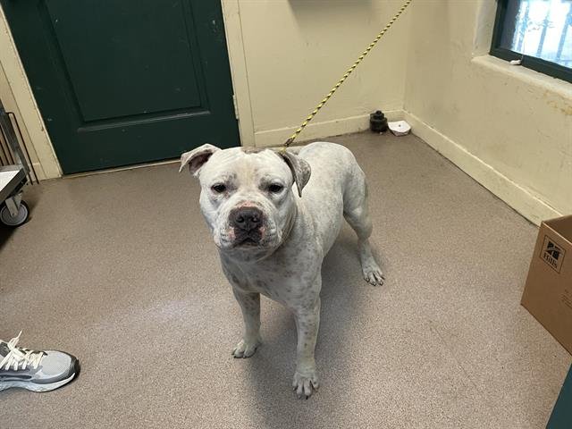 CHEVA - Pit Bull Terrier available for adoption