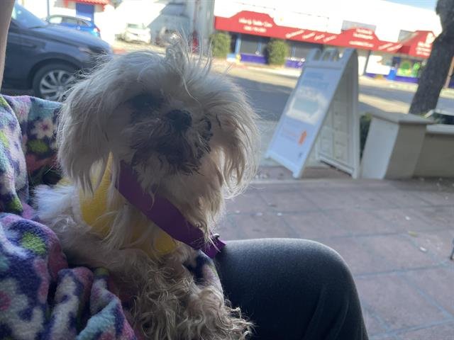 A527659 - Maltese available for adoption