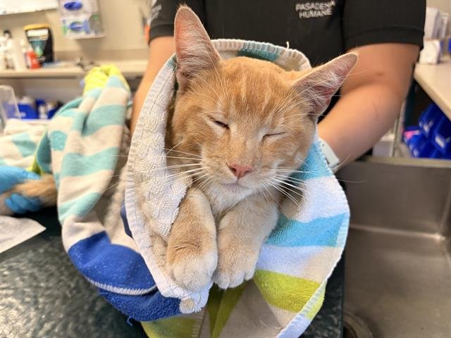 A527646 - Domestic Short Hair for adoption in Glendale