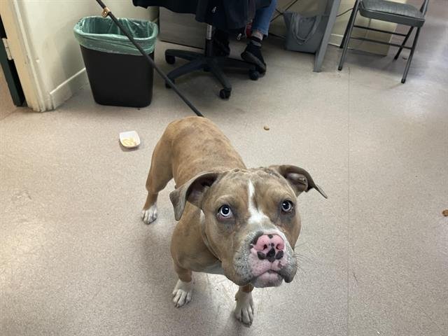 A527393 - Pit Bull Terrier available for adoption