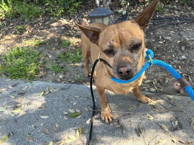 A527636 - Chihuahua available for adoption