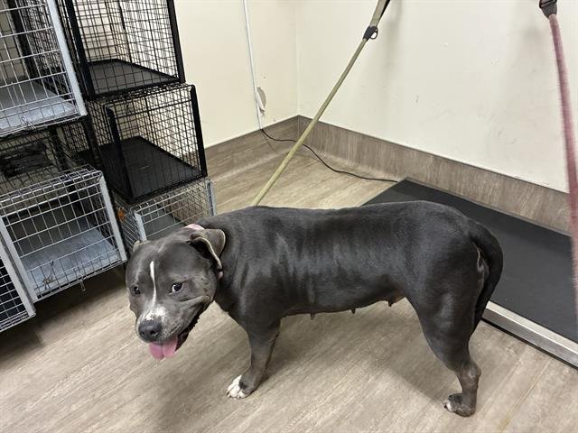 QUEENIE - Pit Bull Terrier available for adoption