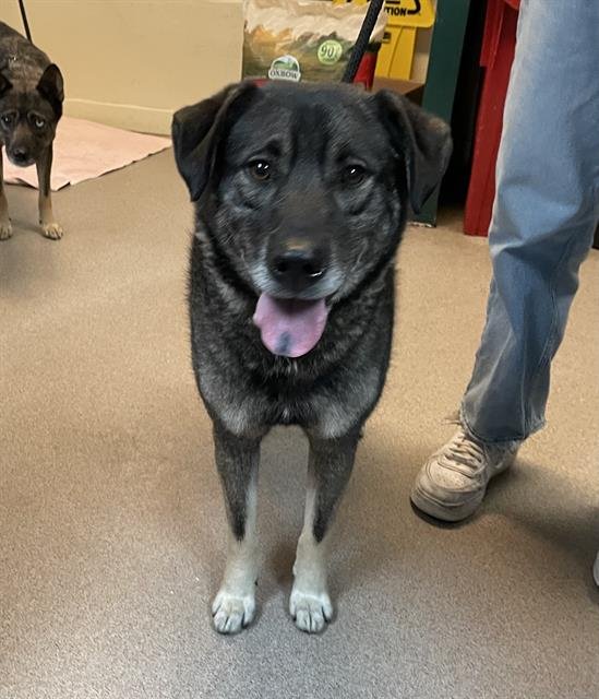 PATITO - German Shepherd Dog available for adoption