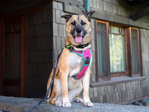 KONA - German Shepherd Dog for adoption in Glendale