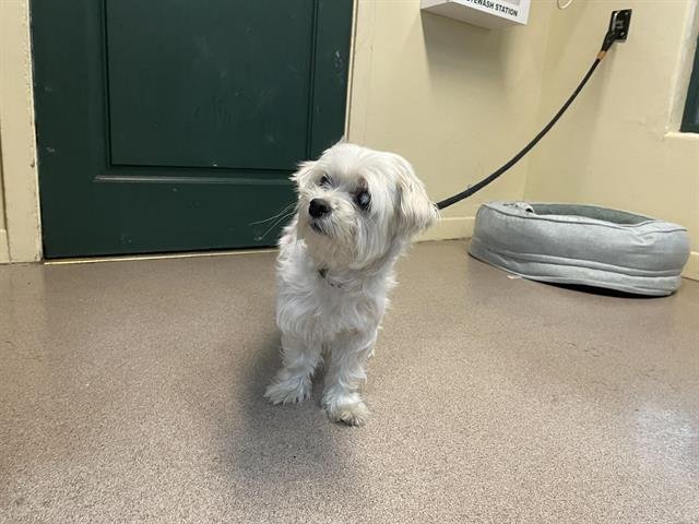 MINNIE - Maltese available for adoption