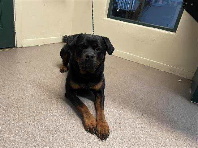 LOU - Rottweiler available for adoption